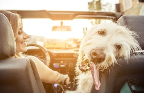 Using Pet Restrains to Avoid Distracted Driving